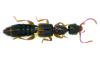 Scopaeus sp.